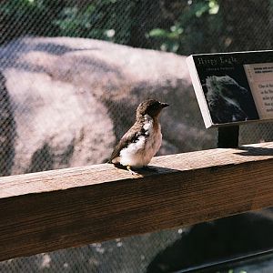 Emerald Forest Aviary