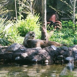 Otters Exhibit
