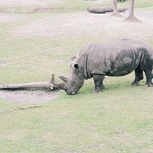 White Rhinos