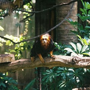 Golden-Headed Lion Tamarin