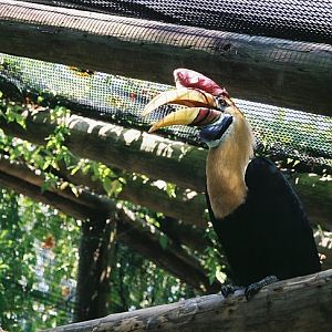 Sulawesi Red-Knobbed Hornbill
