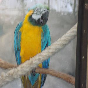 Blue and Gold Macaw