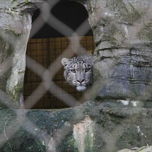 Indeever Male Snow Leopard