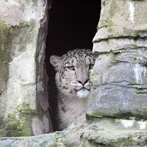 Indeever Male Snow Leopard