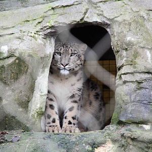 Indeever Male Snow Leopard