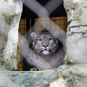 Indeever Male Snow Leopard