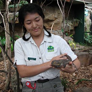 Cairns Wildlife Dome 2007 - Keeper shows a Bearded Dragon?