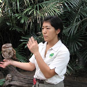 Cairns Wildlife Dome 2007 - Keeper shows a Tawny Frogmouth