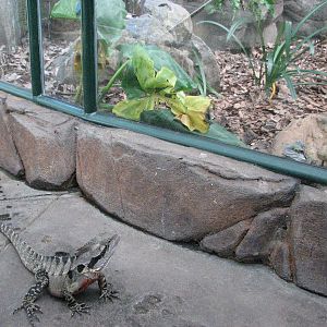 Cairns Wildlife Dome 2007 - Australian Water Dragons