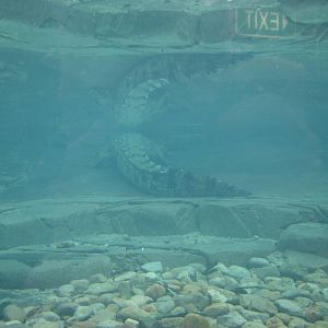 Cairns Wildlife Dome 2007 - Saltwater Crocodile underwater