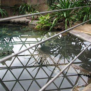 Cairns Wildlife Dome 2007 - Submerged Saltwater Crocodile seen from above