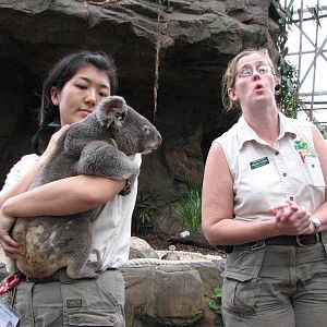 Cairns Wildlife Dome 2007 - Keepers show a Koala