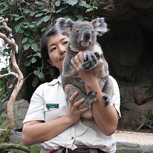 Cairns Wildlife Dome 2007 - Keeper shows a Koala