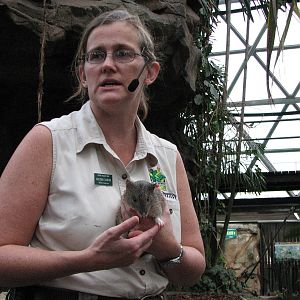 Cairns Wildlife Dome 2007 - Keeper shows a Northern Brown Bandicoot