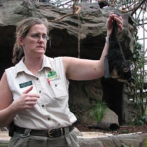 Cairns Wildlife Dome 2007 - Keeper shows a Fruit Bat