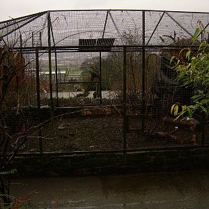 Looking through the avaiaries