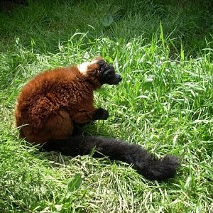 Red Ruffed Lemur