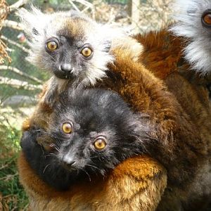 Black lemur twins