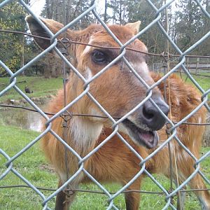 Sitatunga