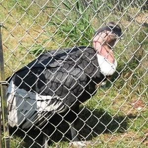 Andean Condor