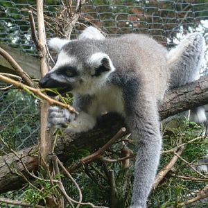 Ring tailed lemur