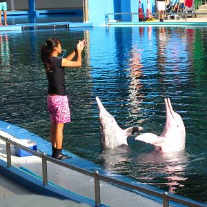 Dolphin and Fur Seal Show, Dolphin Lagoon
