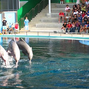 Dolphin and Fur Seal Show, Dolphin Lagoon