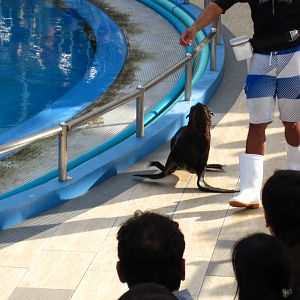 Dolphin and Fur Seal Show, Dolphin Lagoon