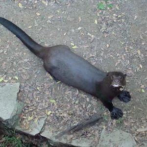 Giant Otter