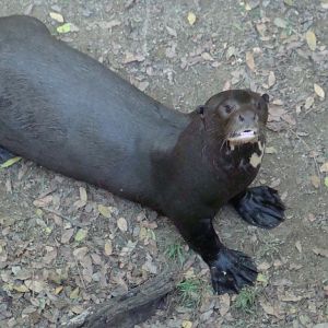 Giant Otter