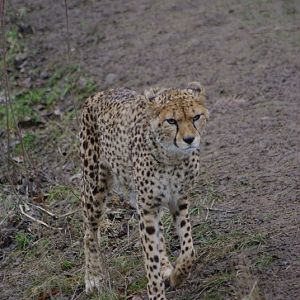 Chester Zoo - Cheetah