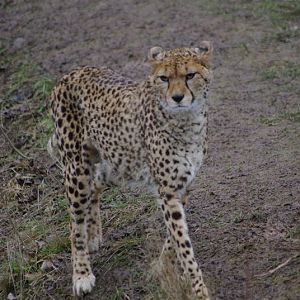 Chester Zoo - Cheetah