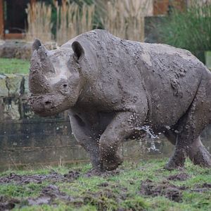 Chester Zoo - Black Rhino