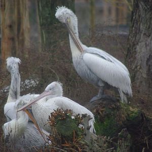 Chester Zoo - Dalmatian Pelican