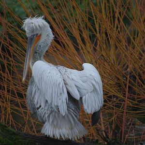 Chester Zoo - Dalmatian Pelican