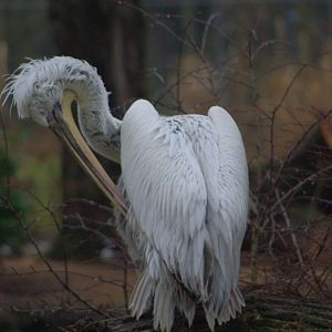 Chester Zoo - Dalmatian Pelican