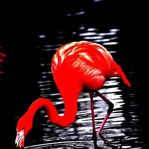 Chester Zoo - Flamingo