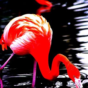 Chester Zoo - Flamingo