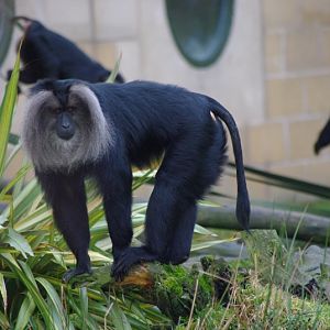 Chester Zoo - Lion-tailed Macaque