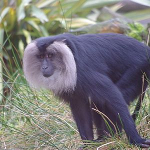 Chester Zoo - Lion-tailed Macaque