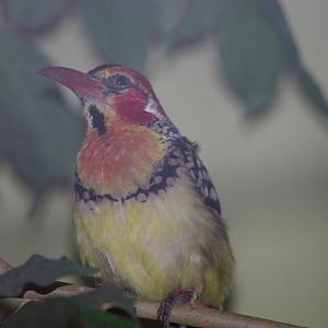 Chester Zoo - Red & Yellow Barbet
