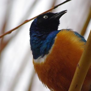 Chester Zoo - Superb Starling