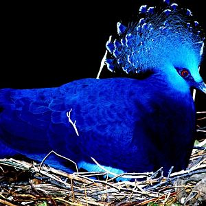 Chester Zoo - Victoria Crowned Pigeon