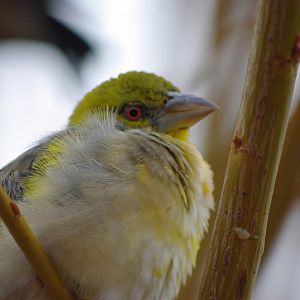 Chester Zoo - Village Weaver