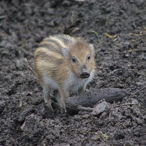 Chester Zoo - Visayan Warty Pig