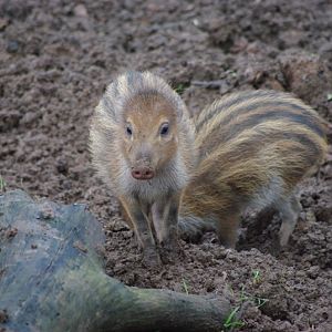 Chester Zoo - Visayan Warty Pig