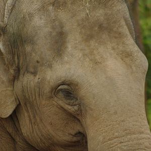 Chester Zoo - Asian Elephant