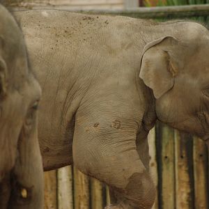 Chester Zoo - Asian Elephant