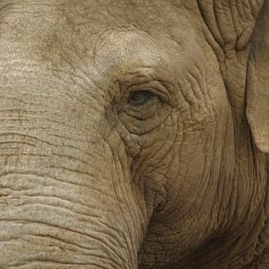 Chester Zoo - Asian Elephant