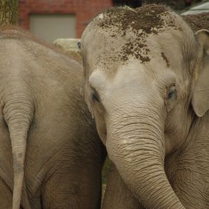 Chester Zoo - Asian Elephant